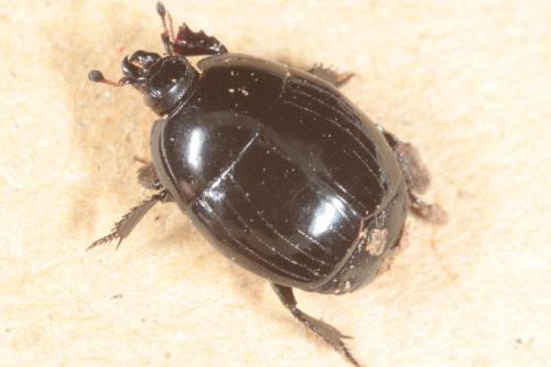Réf. 237 948 : Hister unicolor
